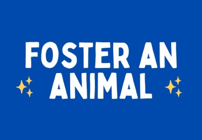 Foster an Animal